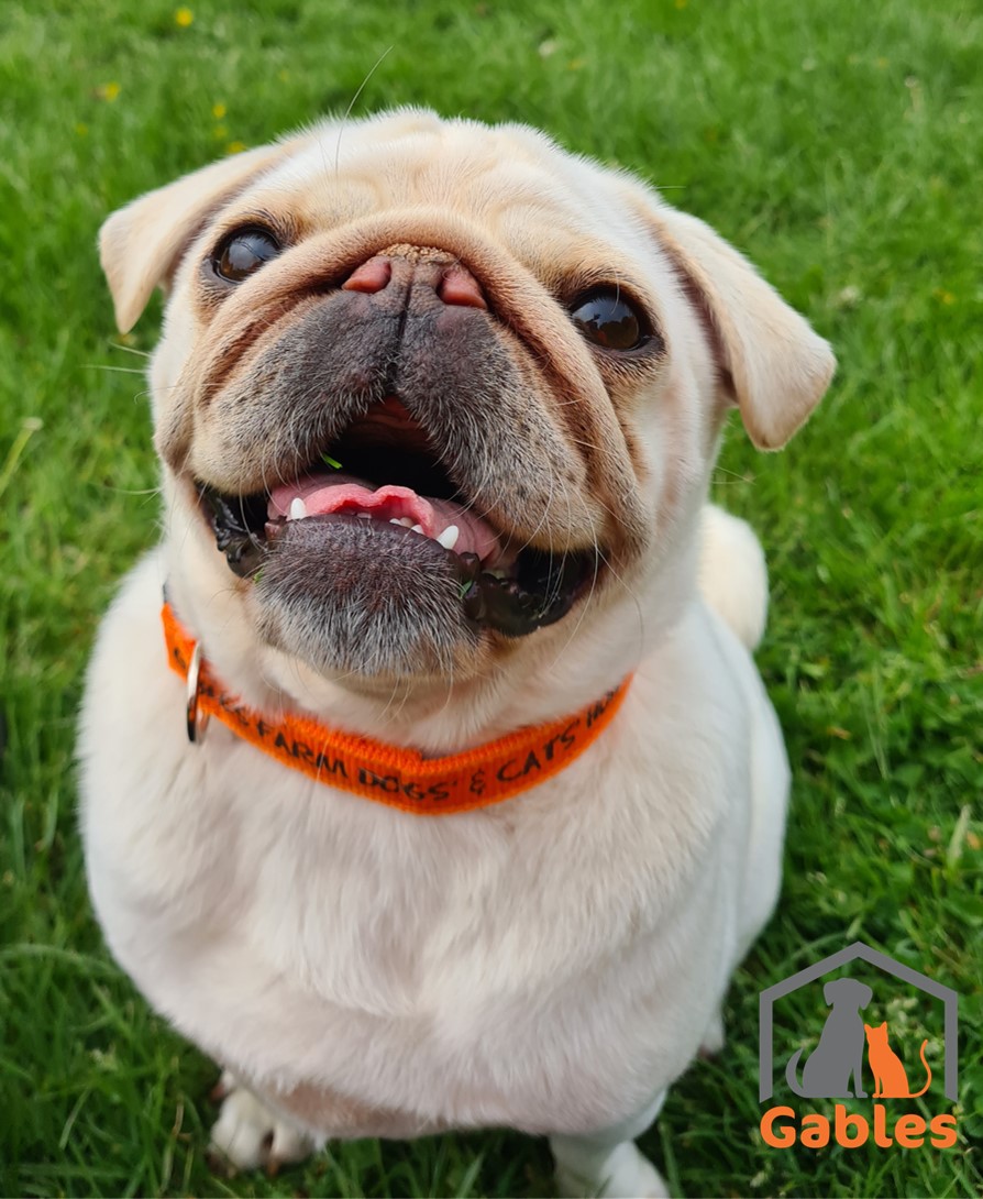 Can you help Pillsbury The Pudgy Pug with his health problems